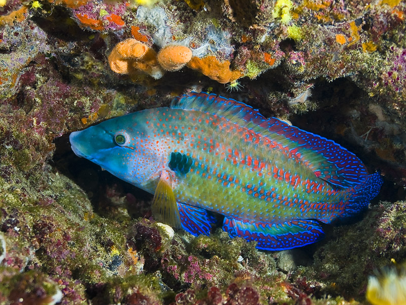 Tordo pavone maschio - livrea riproduttiva (Symphodus tinca)